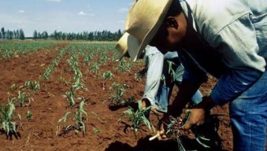 Photo of Peligran en Tamaulipas 40 mil productores