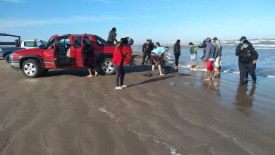Photo of Fatal desenlace de los delfines en Matamoros
