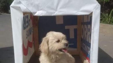 Photo of Transformará Rigel propaganda en hogar para perros de la calle