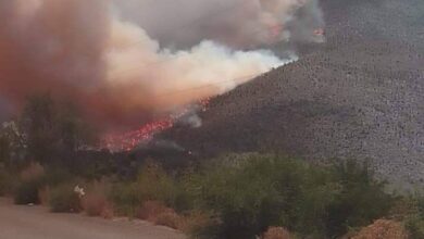 Photo of Arrasan incendios con 127 mil hectáreas