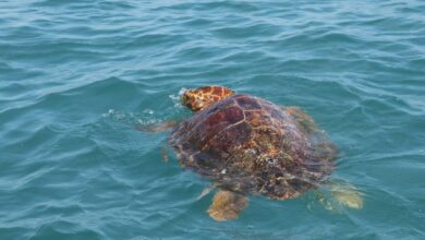 Photo of Liberan tortuga marina en la Pesca