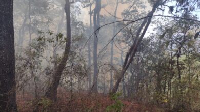 Photo of Incendios arrasan con 22 mil hectáreas