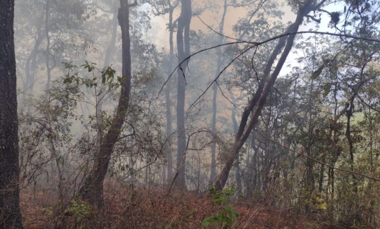 Incendios arrasan con 22 mil hectáreas