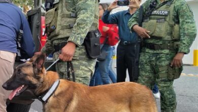 Photo of Rescate en cuatro patas, conoce a los héroes caninos